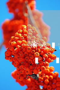 偷逃稅遭罰款2.99億！鄭爽張恒會坐牢嗎？稅務局這樣回應